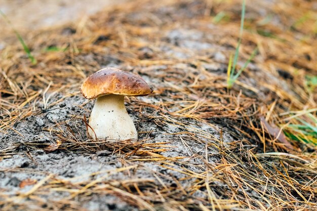 Boletus edulis, Steinpilz, Penny Bun, Steinpilz oder Steinpilz wächst im Gras.