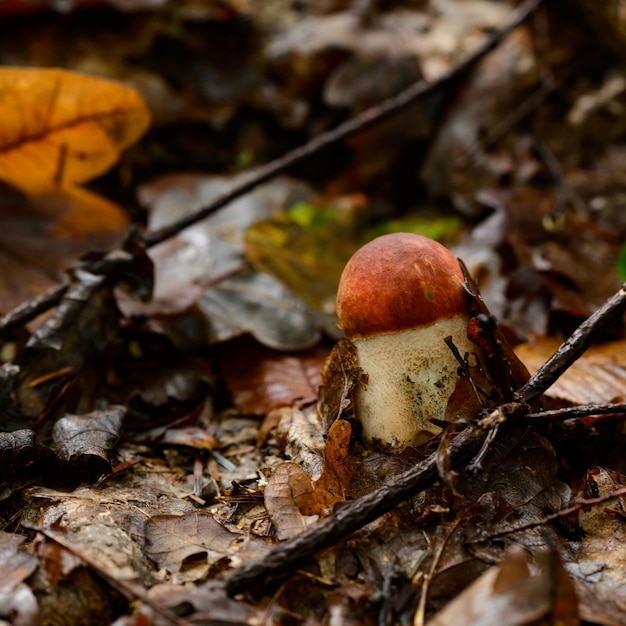 Boletus es el rey del bosque y todo tipo de hongos un hongo comestible de otoño