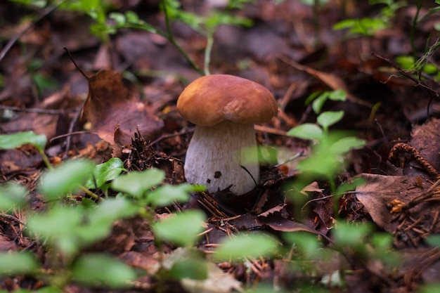 Boletus essbar im Sommerwald Nahaufnahme