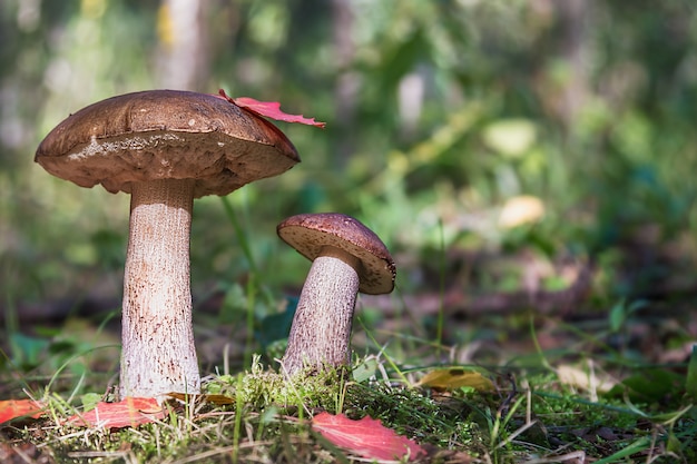 Boletus de gorra marrón en el bosque