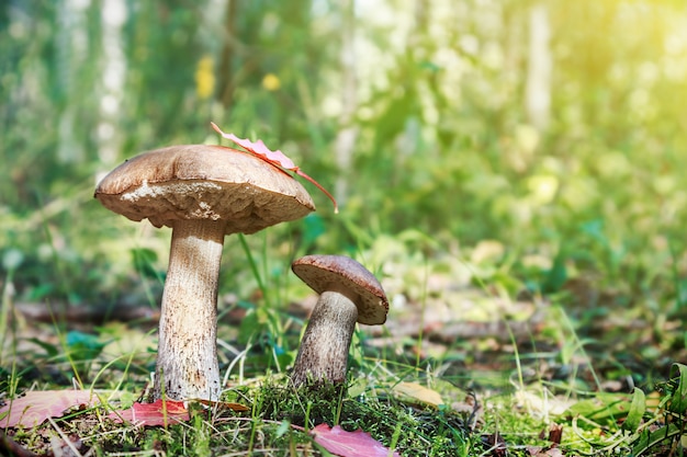 Boletus de gorra marrón