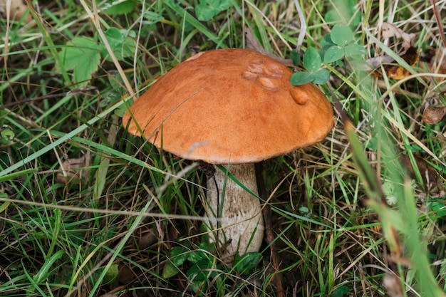 Boletus de gorra naranja con un sombrero naranja en verano