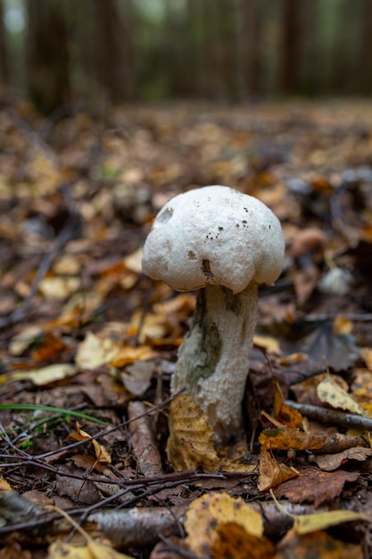 Boletus grande con una gorra blanca sobre un tallo grueso en el bosque de otoño Hongo blanco en hojas doradas