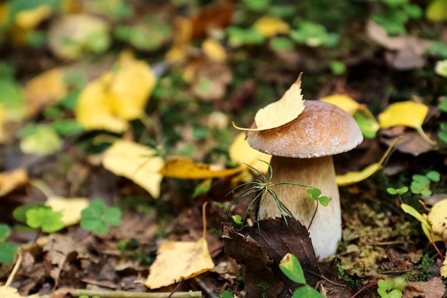 Boletus-Pilz mit gelbem Birkenblatt auf der Kappe wächst im Wald
