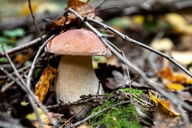 Boletus-Pilz wächst im Wald unter den umgestürzten Baumzweigen und Blättern