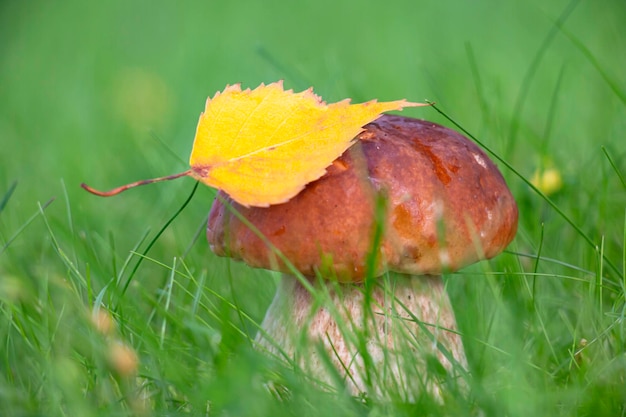 Boletus de setas blancas Boletus edulis en hierba verde hoja de abedul amarilla en la tapa