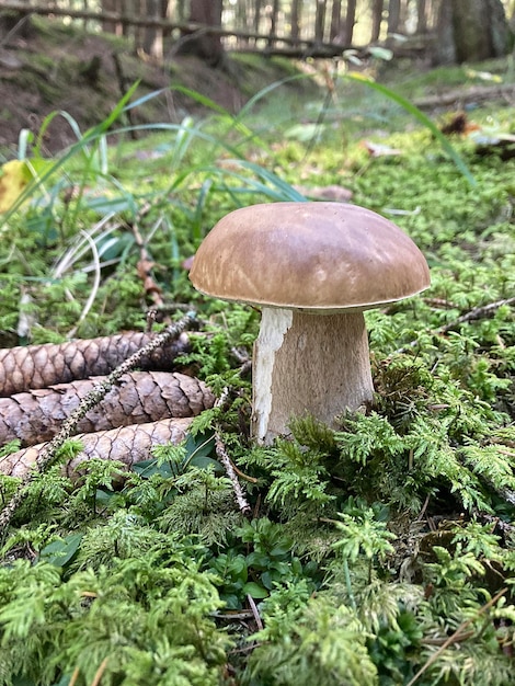 Boletus de setas en el bosque