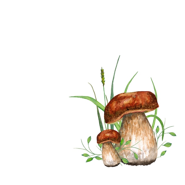 Boletus setas. Ilustración acuarela