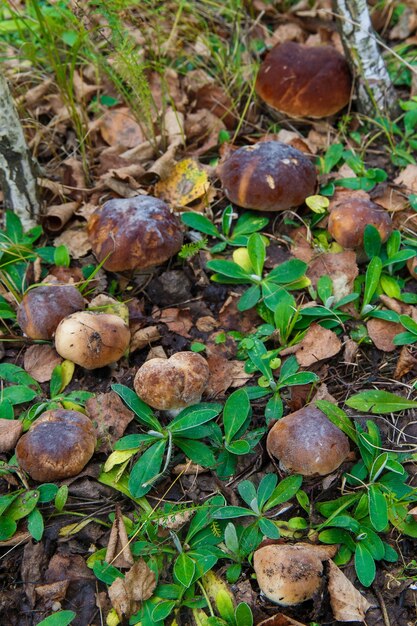 Boletus de setas que crecen en el bosque. Hongos Cep de otoño. Recogida de setas.