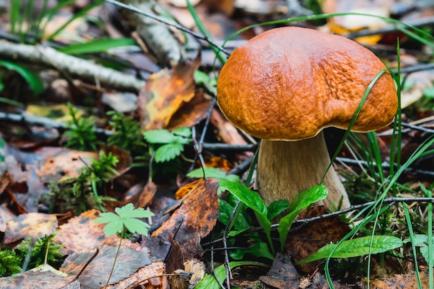 Boletus de setas que crecen en el bosque en otoño