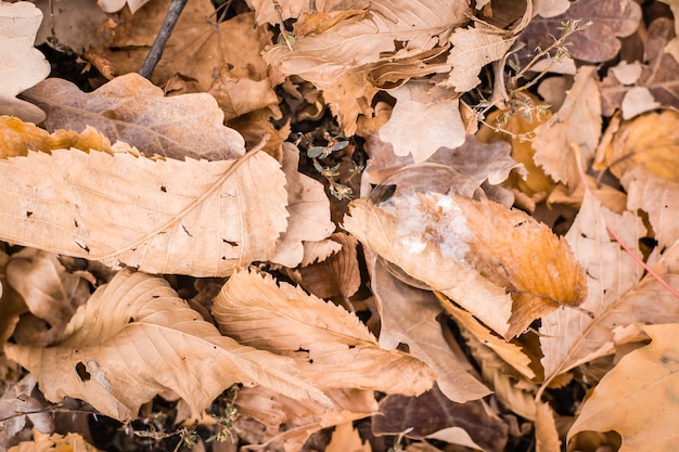 Bolha de sabão nas folhas de outono marrons murchas na floresta no chão. O conceito de fragilidade e instabilidade. Vista do topo
