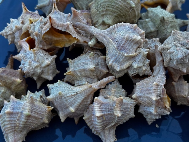 Foto bolinus brandaris oder murici gericht aus meeresfrüchten mit zitronengekochten meeresschnecken mittelmeeressen