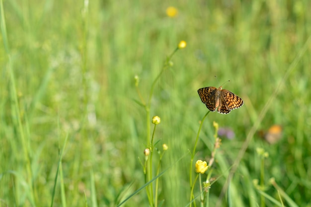 Boloria dia Weaver's Fritillary de perto na natureza