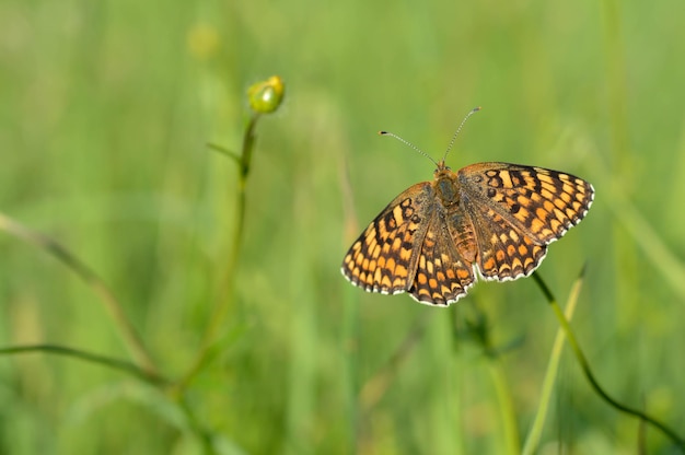 Boloria dia Weaver's Speyeria butterly cerrar en la naturaleza