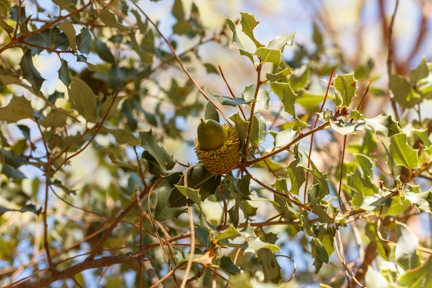 Bolota em um galho de árvore na floresta de outono