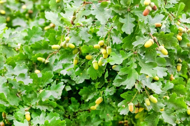 Bolotas e folhas de carvalho verdes