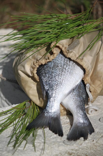 Foto bolsa ecológica de pescado