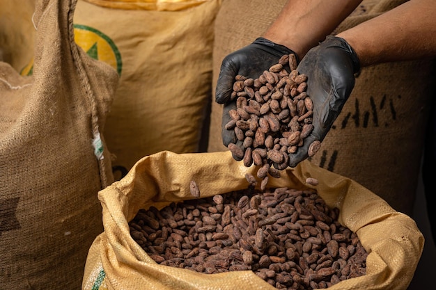 Bolsa de lona con granos de cacao tostados importados