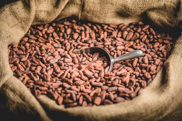 Bolsa de lona con granos de cacao tostados importados