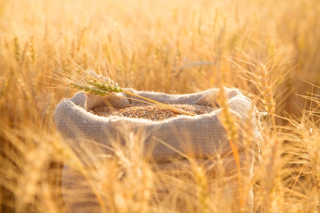 Bolsa de lona con granos de trigo y espigas de trigo segado en campo al atardecer. Concepto de cosecha de cereales en la agricultura.