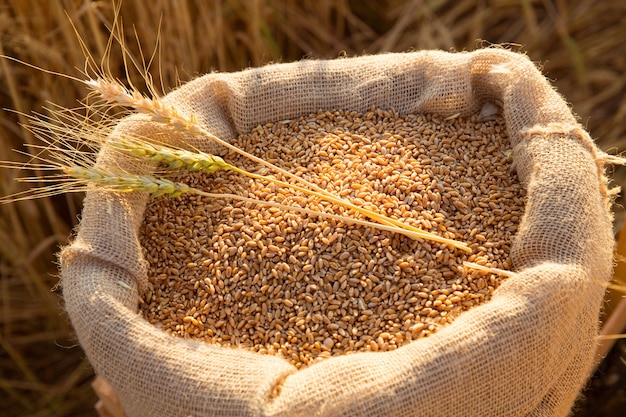 Bolsa de lona con granos de trigo y espigas de trigo segado en campo al atardecer. Concepto de cosecha de cereales en la agricultura.