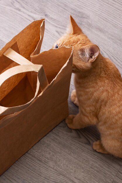 Bolsa de papel y gato en el piso de madera de cerca