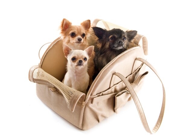 Bolsa de viaje y chihuahuas