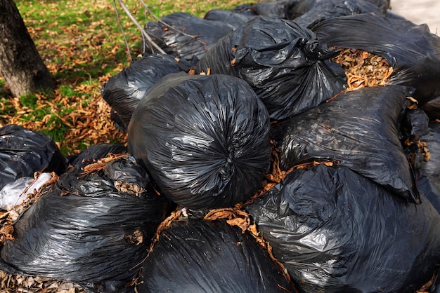 Bolsas de basura negras con hojas de otoño secas caídas. Limpieza estacional de parques. De cerca.