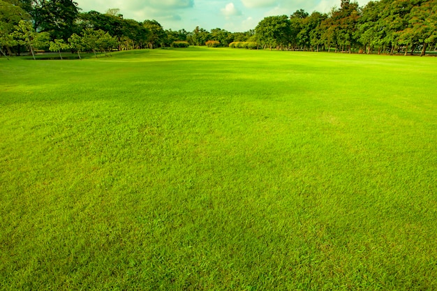 bom ambiente grama verde