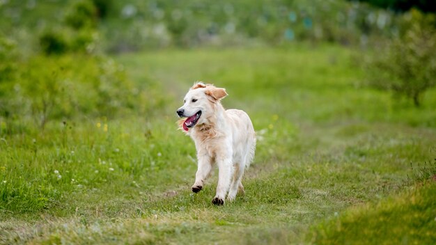 Bom cachorro correndo na natureza da primavera