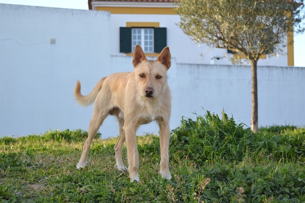 Bom cachorro