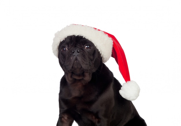 Bom cão pug carlino com chapéu de Natal isolado no fundo branco