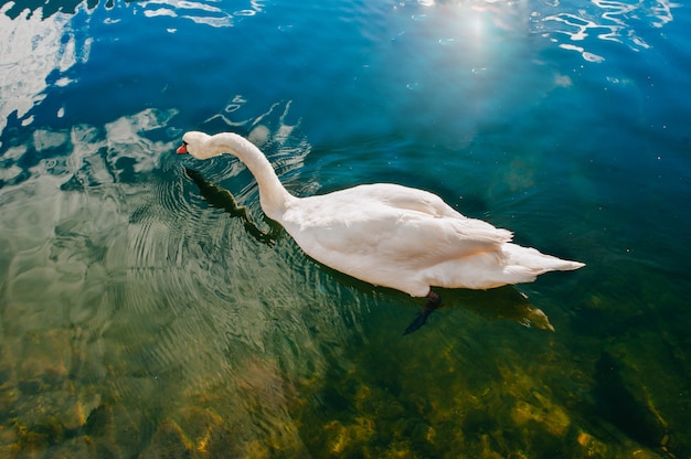 bom cisne na água