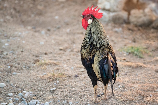 Bom galo de crista vermelha andando sozinho em sua fazenda