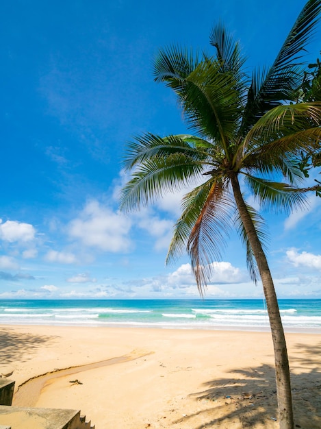 Bom tempo dia praia mar ensolarado coqueiro nuvem céu azul fundo