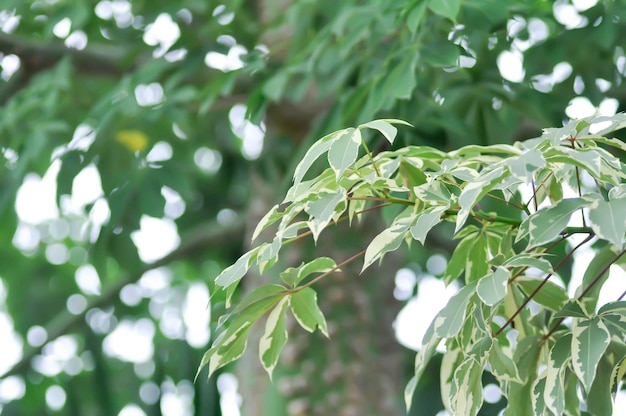 Foto bombax anceps pierre nbombacaceaebombax ceiba linn o bombacaceae o árbol de hilo de seda o bombax ceeba l cultv variegata