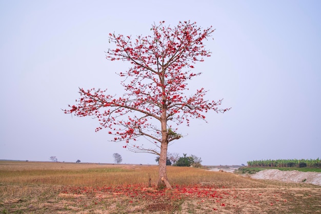 Bombax Ceiba-Baum mit roten Blütenblumen auf dem Feld unter dem blauen Himmel