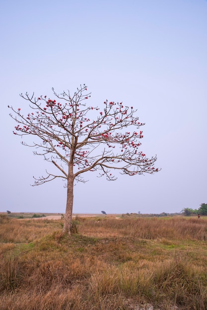 Bombax ceiba com flores vermelhas no campo sob o céu azul