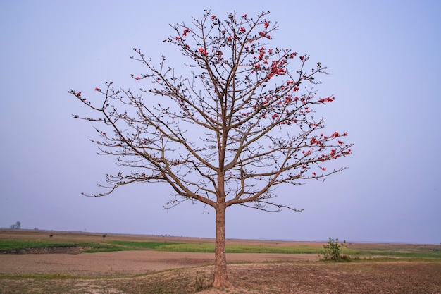 Bombax ceiba com flores vermelhas no campo sob o céu azul