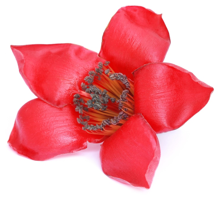 Foto bombax ceiba ou flor de algodão de seda sobre fundo branco
