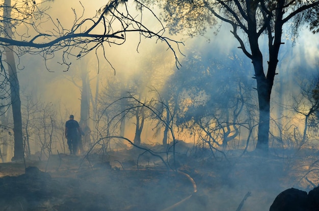 Bomberos en medio del humo en el bosque