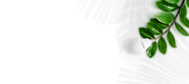Bombilla de luz LED sobre un fondo de hojas verdes como símbolo de ahorro de energía verde y cuidado del medio ambiente Fondo blanco aislado