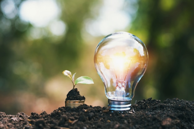 Bombilla de luz en el suelo con la planta joven que crece en la pila de dinero