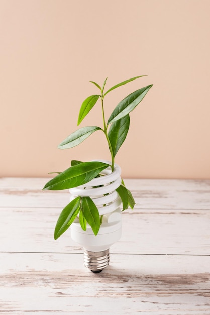 Bombilla con planta verde como concepto de energía ecológica Idea creativa de energía ecológica