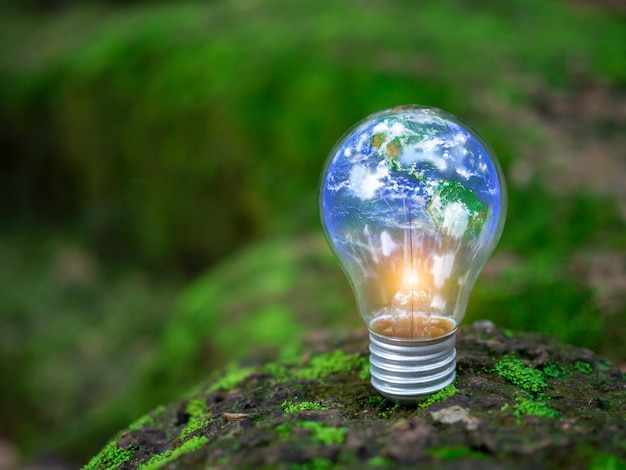Bombillas colocadas en el suelo sobre un fondo natural verde Conceptos de energía renovable