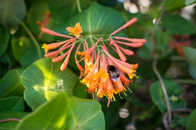 Bombus limpeza Lonicera caprifolium flor bokeh desfocar o espaço da cópia de fundo Foco seletivo