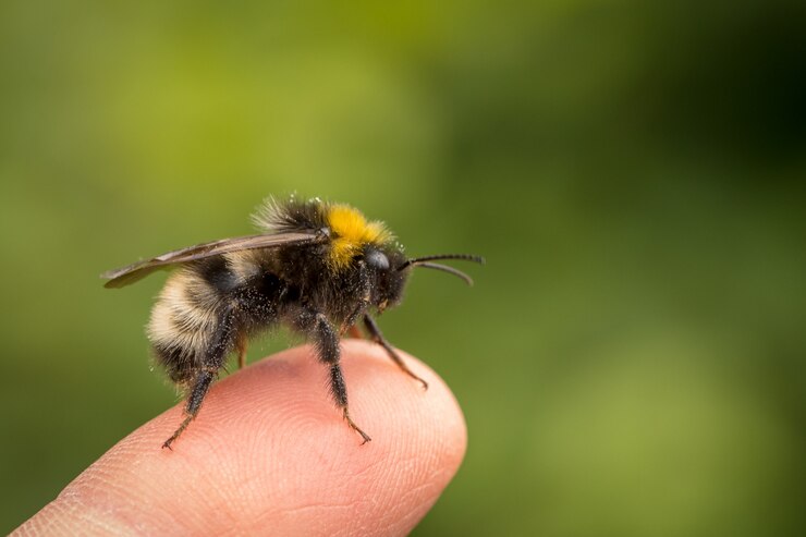 Bombus norvegicus, uma espécie de abelha cuco, inseto masculino sentado em um dedo humano