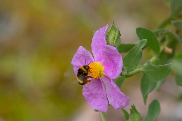 Foto bombus terrestris córdoba, españa el abejorro de cola blanca o abejorro de tierra grande