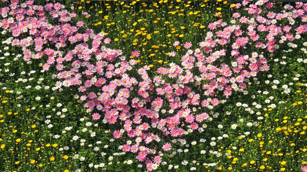 Bonbon einige Farbgänseblümchenblumen entwerfen Feldgartenhintergrund.