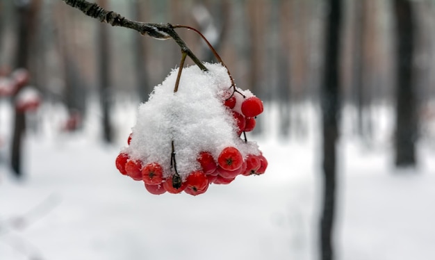 Boné de neve em um monte de bagas de rowan